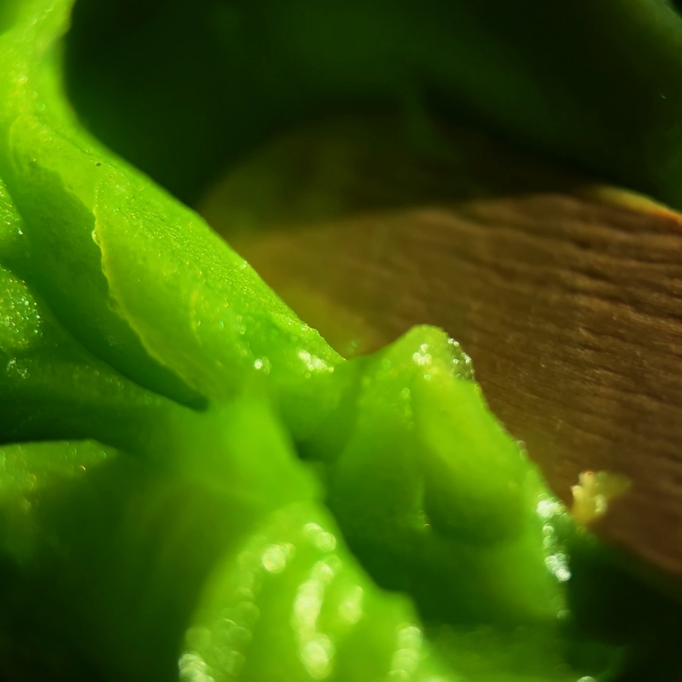 DUE IN Biotat® Numbing Tattoo Glide - Envy Sumo Size 2kg